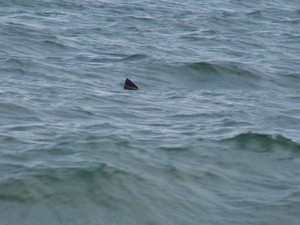 Objeto é confundido com tubarão e assusta banhistas em praia do ES